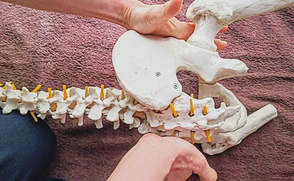 カミさんを拝み倒し整体学校に